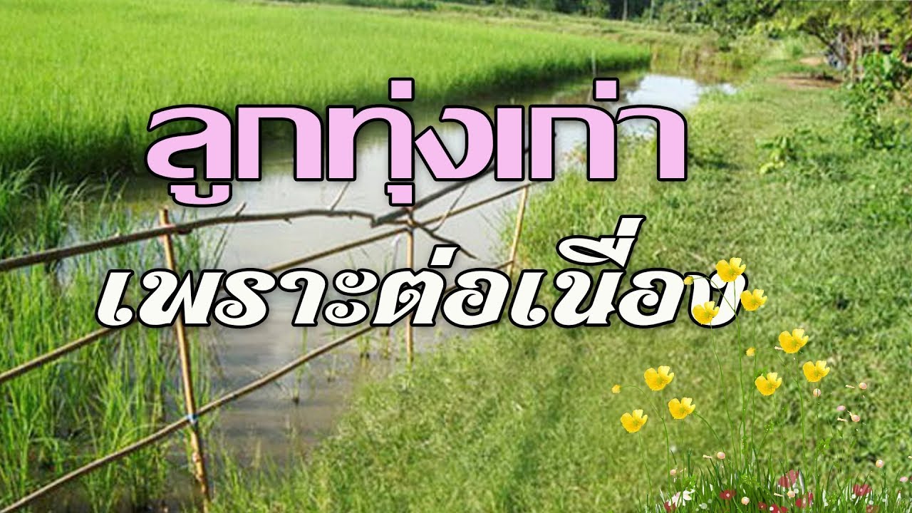 ลูกทุ่งเก่า ฟังเพราะต่อเนื่อง
