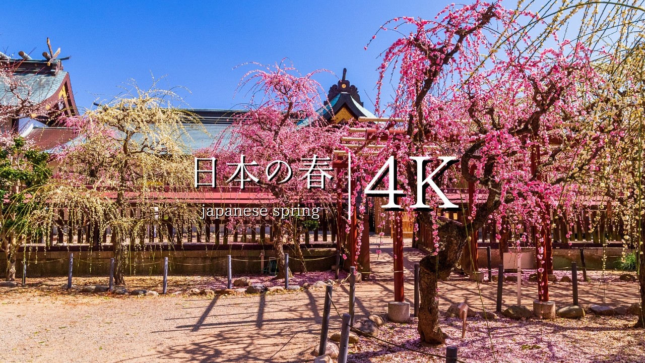 【三重県、春の絶景】結城神社の梅まつり - JAPAN in 4K