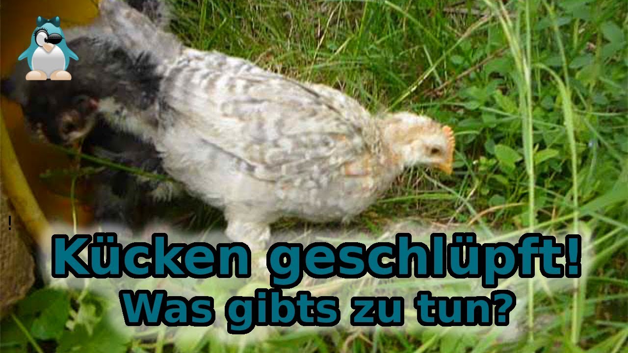 Küken schlüpfen! Was gibts nun zu beachten?