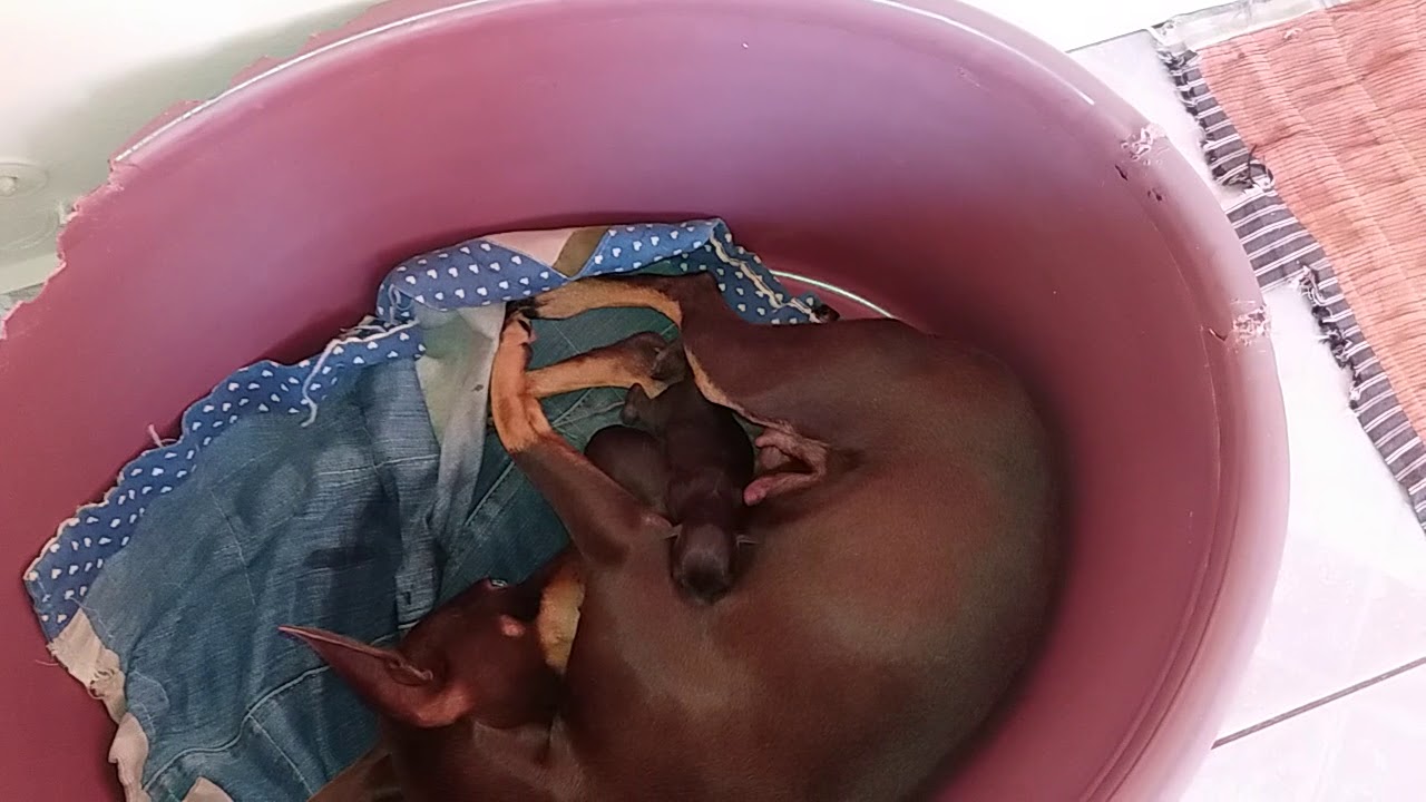 171 - O parto dos filhotes da pinscher Mabel