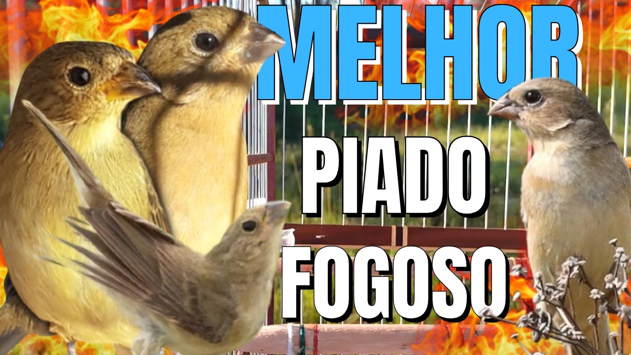 Fêmea de Papa capim Chamando Levanta até Defunto