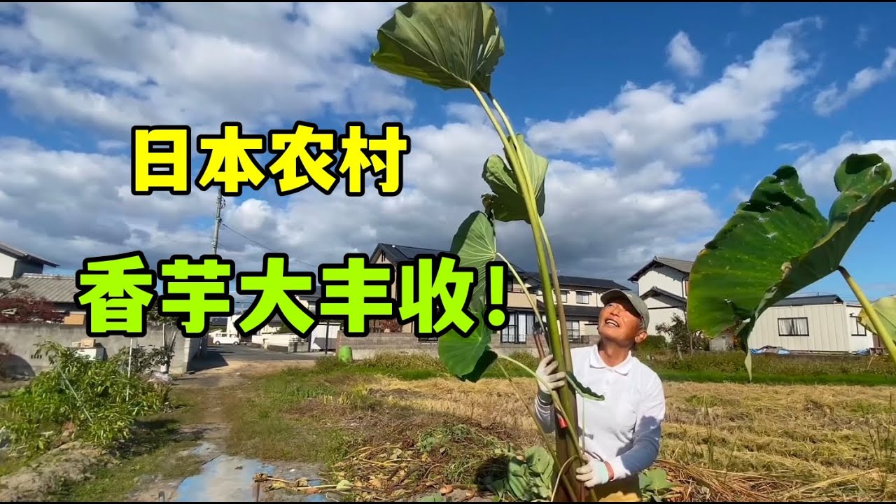 日本農村生活：跟公公下地收香芋，今年雨水足，長得又高又水靈
