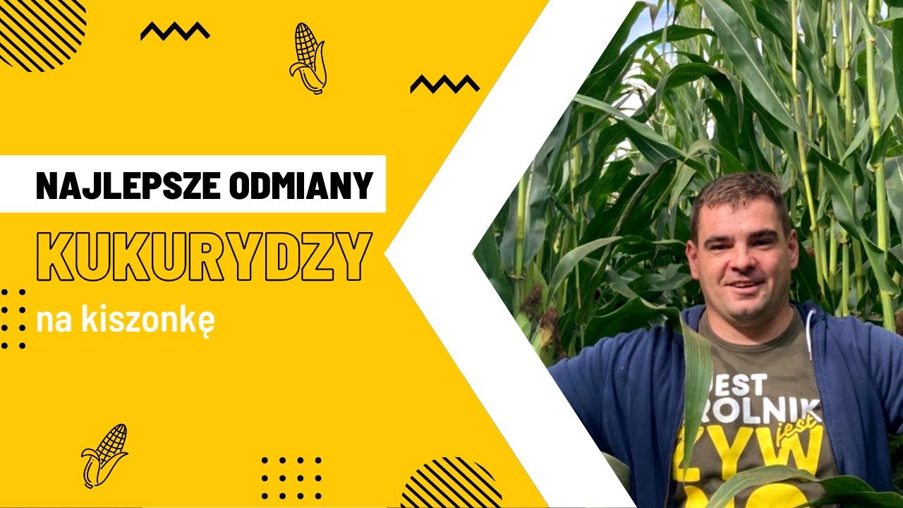 Kosimy kukurydzę na kiszonkę