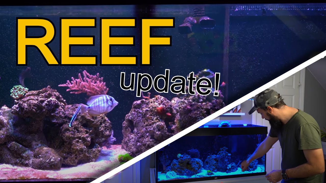 65 gal REEF update!