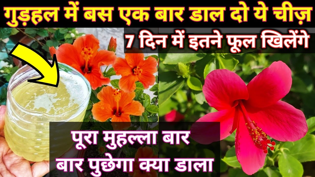 HIBISCUS PLANT CARE.Hibiscus plant growing tips.Hibiscus plant fertilizer.gudhal ki care.गुडहल फूल.
