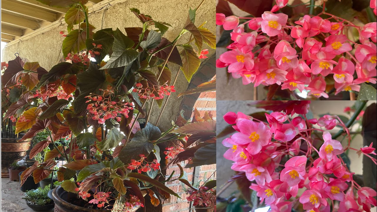 Cómo Hacer Crecer Asta 3 Metros Y Floreser Sus Begonias  O Alas De Ángel