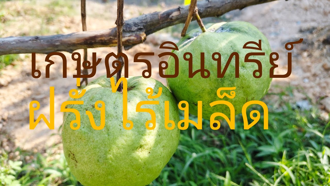 เกษตรอินทรีย์ปลูกผสมผสาน