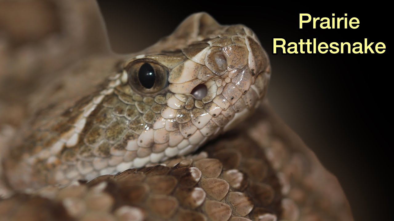 Prairie Rattlesnake (Species spotlight)