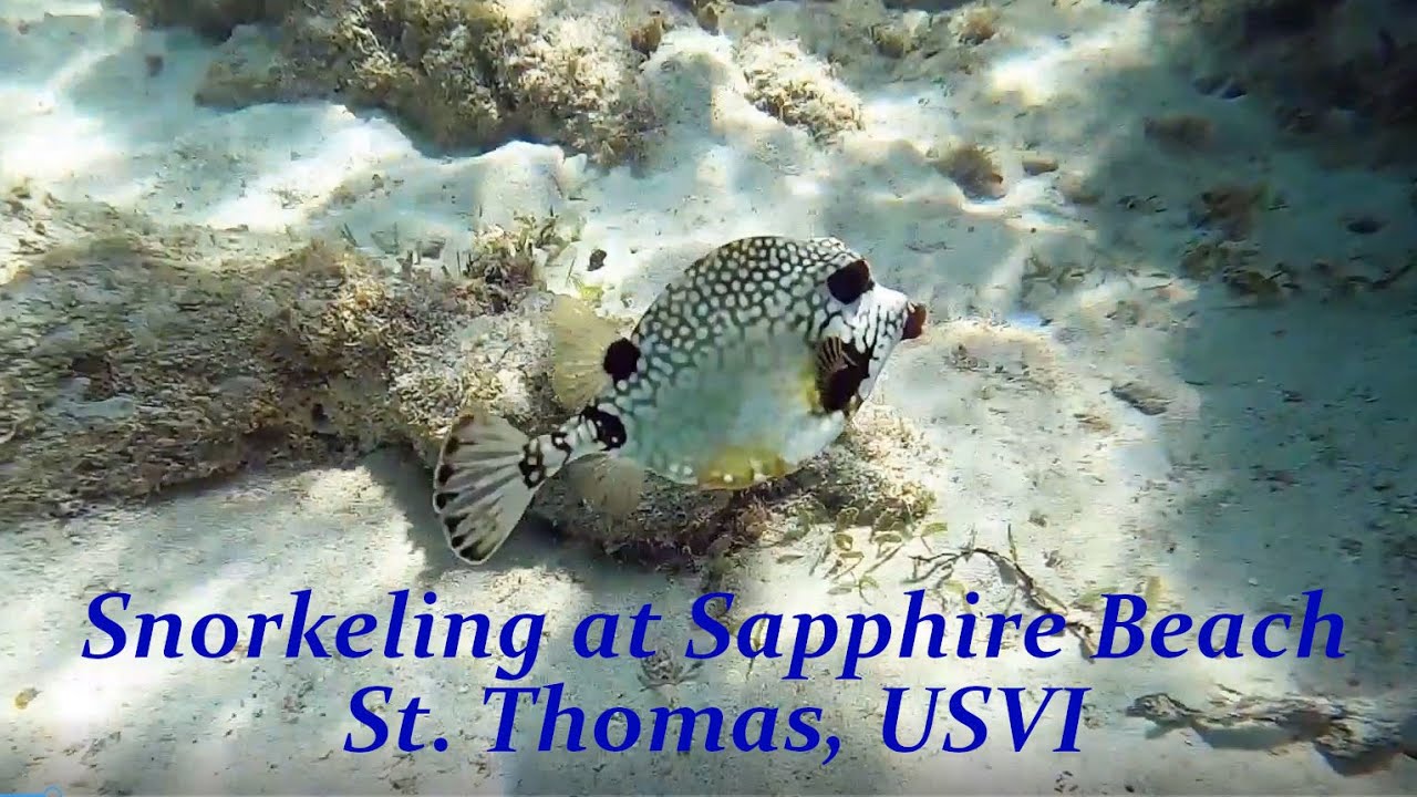St. Thomas USVI | Snorkeling | Sapphire Beach| Oct 2022