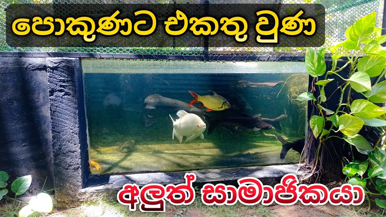 Albino Pacu පොන්ඩ් එකට දැම්මා 😍 | New fish that moved from the tank to the Pond ❤️