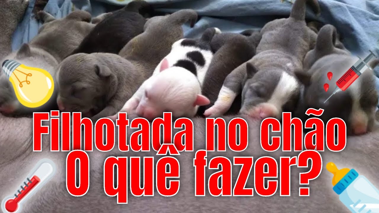 Cuidando da sua ninhada de cachorro
