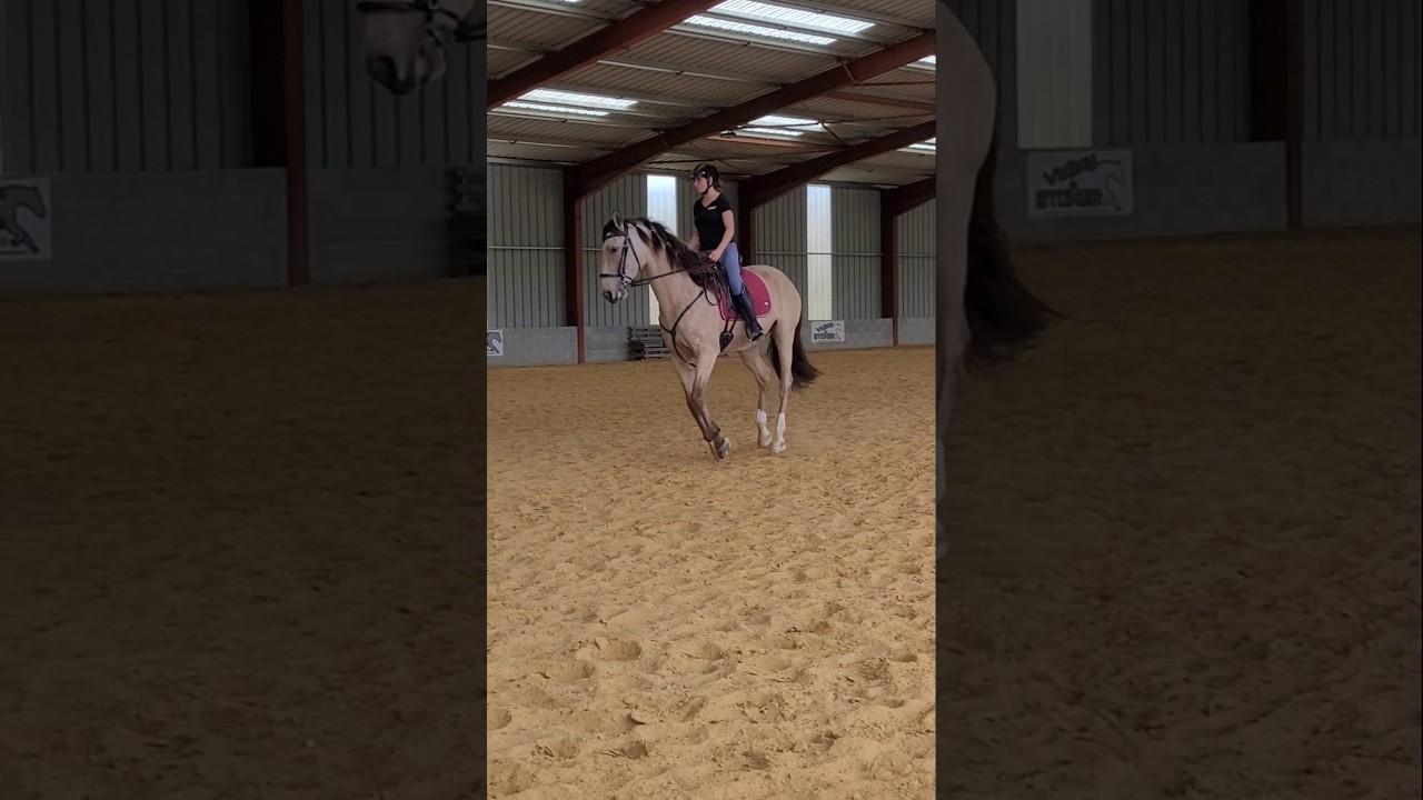 Tigre #horse #chevaux #equestrian #galop #cabre #show #cheval #travail #training #work