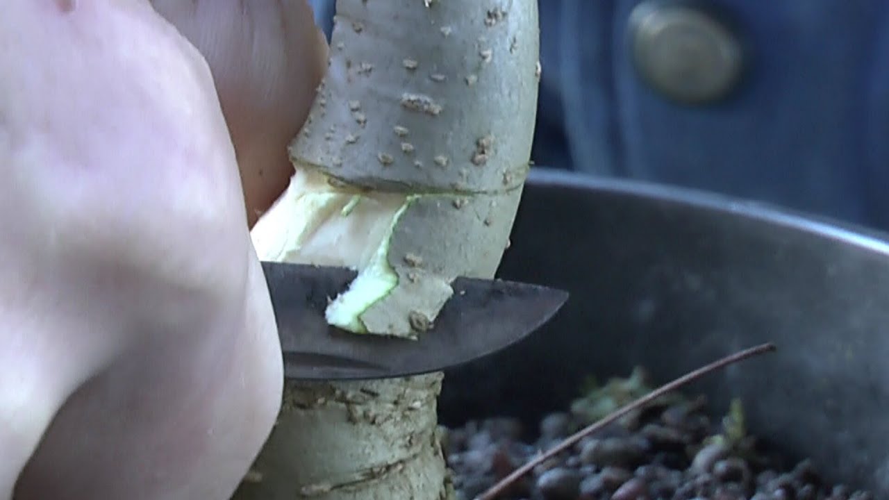Bonsai abmoosen der Esche Teil 2, part 2 Bonsai fraxinus