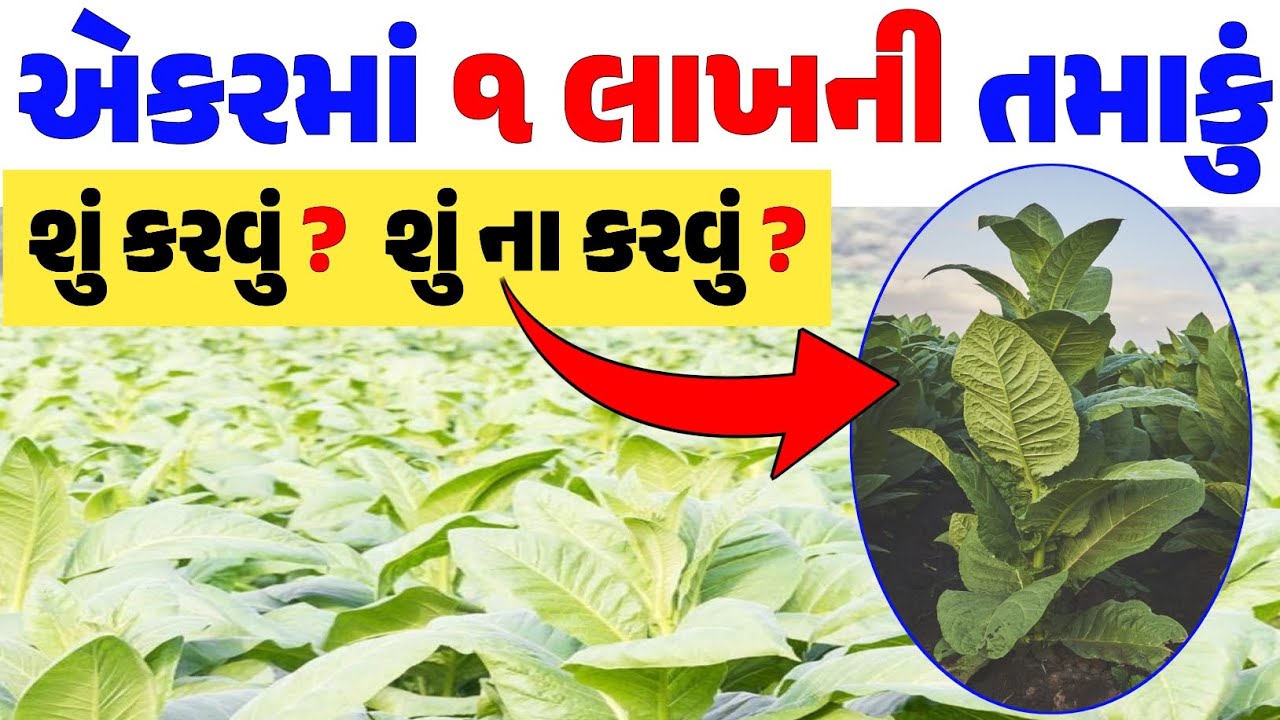 એકરમાં ૧ લાખની તમાકું લેવાના સચોટ ઉપાયો | tamaku ni kheti #kheti #tamaku 