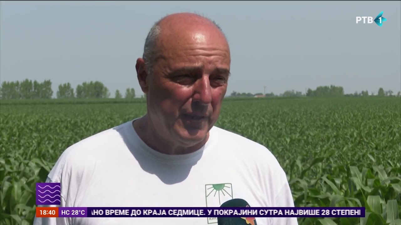 Žetva pšenice u kikindskim atarima za desetak dana, očekuje se bolji rod od prošlogodišnjeg