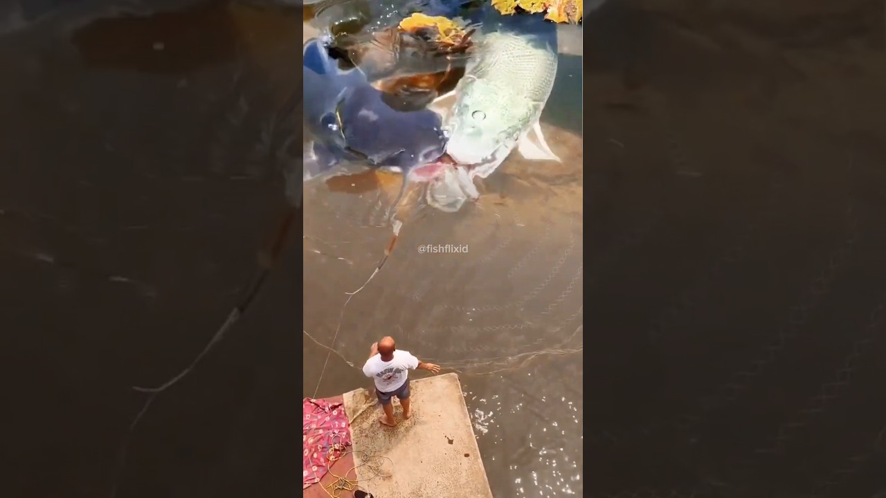 GILAA‼️ ARAPAIMA & LELE RAKSASA VS PRIA BOTAK & JARINGNYA #fyp #shorts #viral #trending #india #top