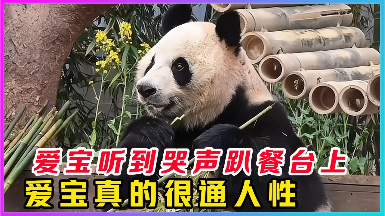 260316001岁月不败美熊，当看到爱宝听到小孩哭声，以为自己吓到了孩子，立马放下竹子乖乖躺好，才知道爱宝真的很通人性。要说爱宝熊皮套下没藏着一个人还真没人信。