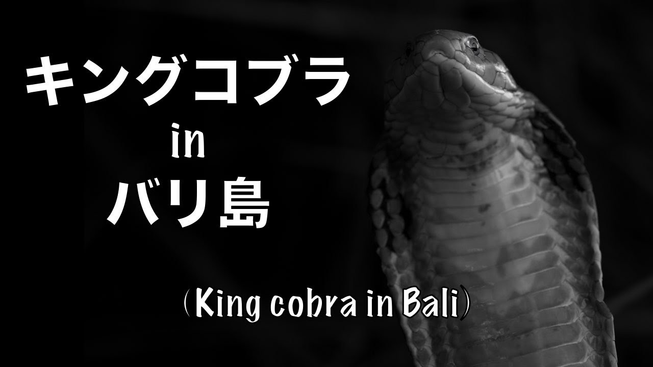 バリ島でキングコブラとアミメニシキヘビを探してハーピング
