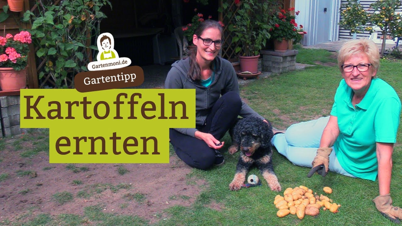 Wann erntet man Kartoffeln?