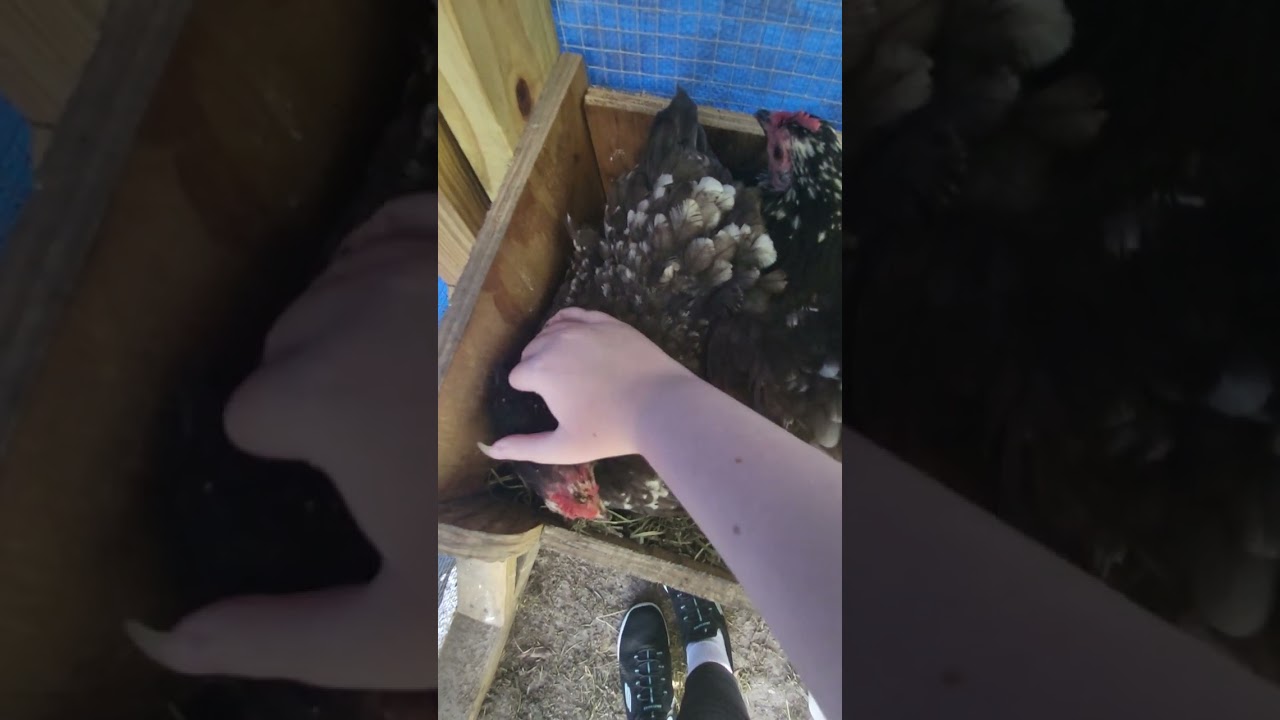 petting the cute pet chicken