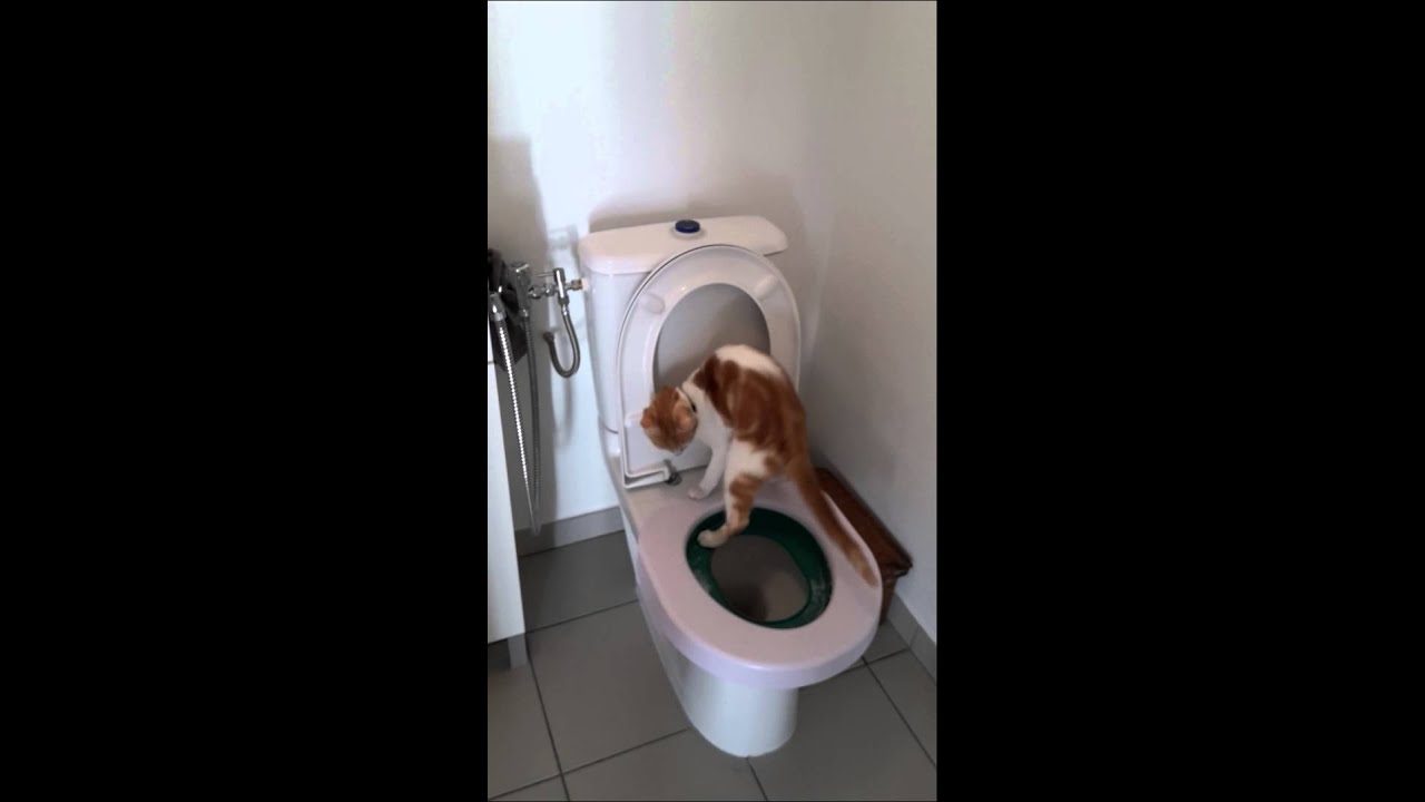 chat va au toilette et tire la chasse