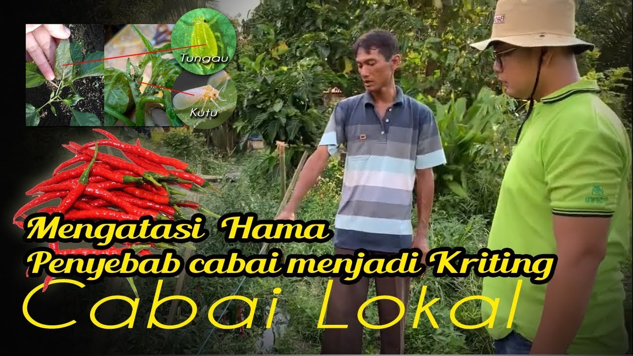 Penyebab dan solusi tanaman cabai lokal menjadi keriting