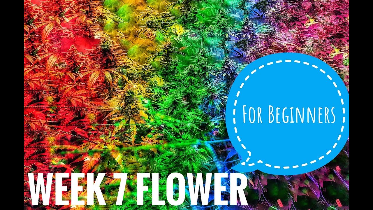 Week 7 FLOWER For Beginners