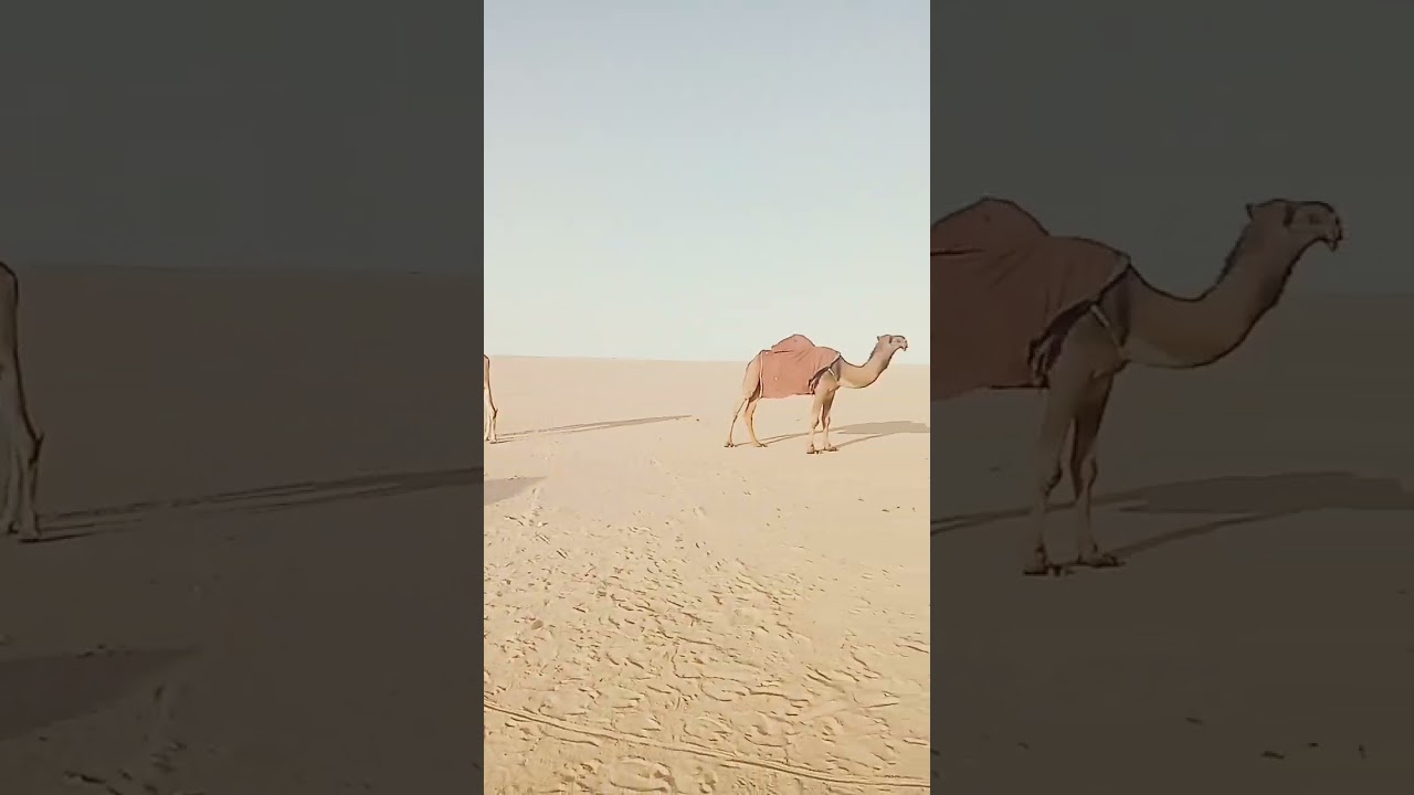 😱🐪💥💯The Endless Journey of a Camel 🌵🚶‍♂️