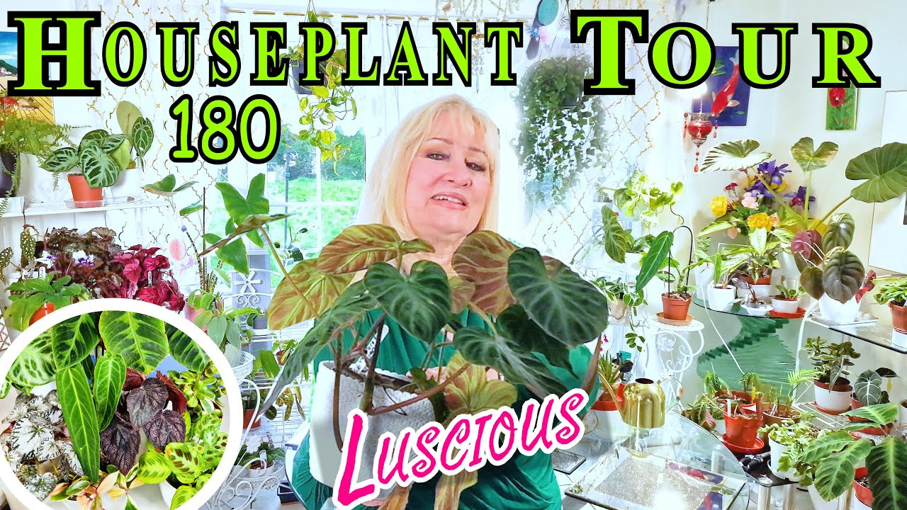 💛 HOUSEPLANT TOUR COTTAGE STYLE Dining Room 💛 EXCITING VARIETY 180+ Indoor Plants Collection  + Care