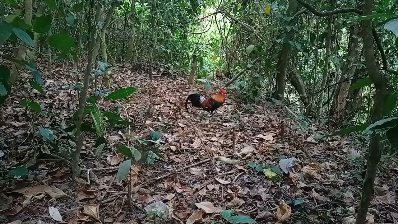 Ang batangueñong mangangate nka swerte na nman
