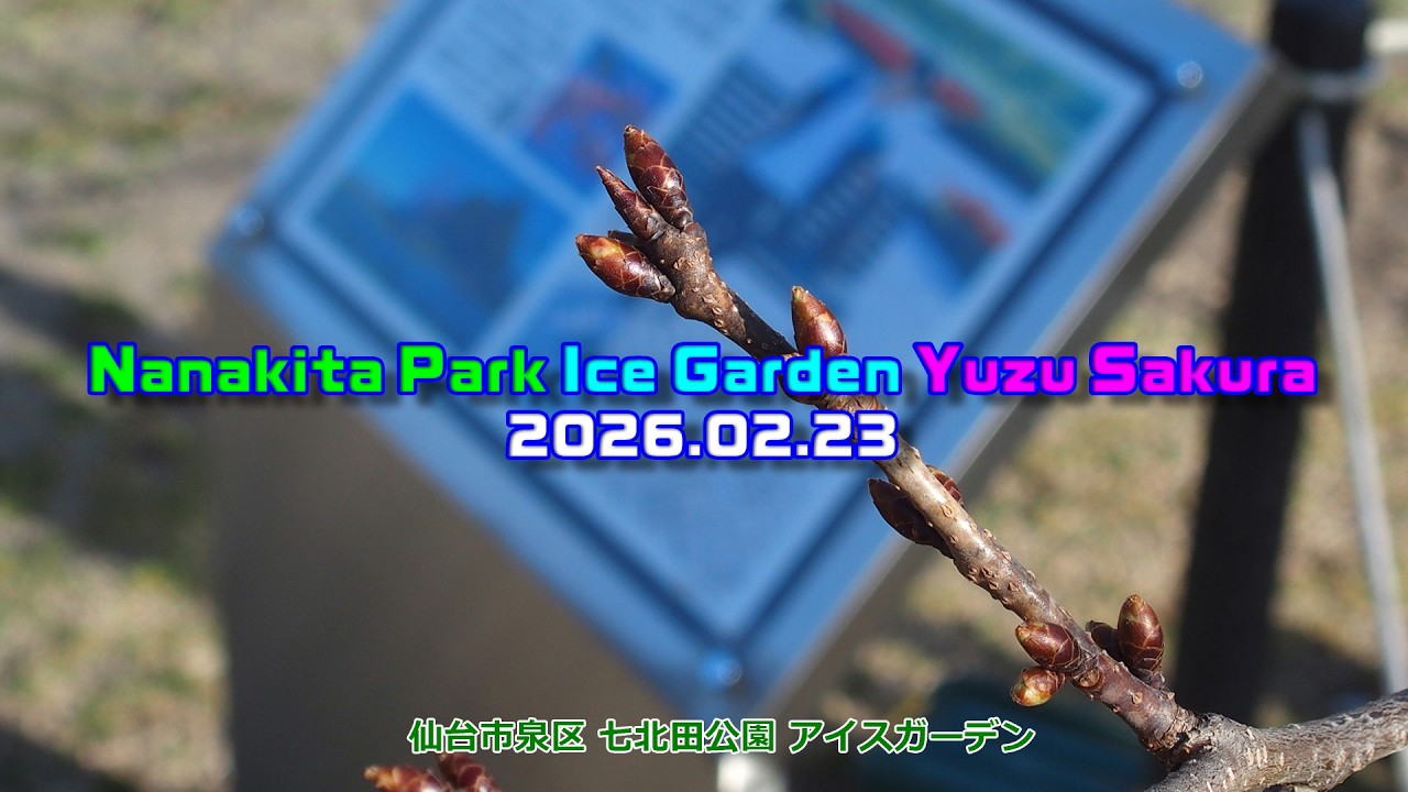 🌸ゆづ桜 🗓️2026.02.23 🌲七北田公園 🏞️アイスガーデン⛸️ネモフィラ💙 #仙台 #泉  #七北田公園 #桜 #陽光桜