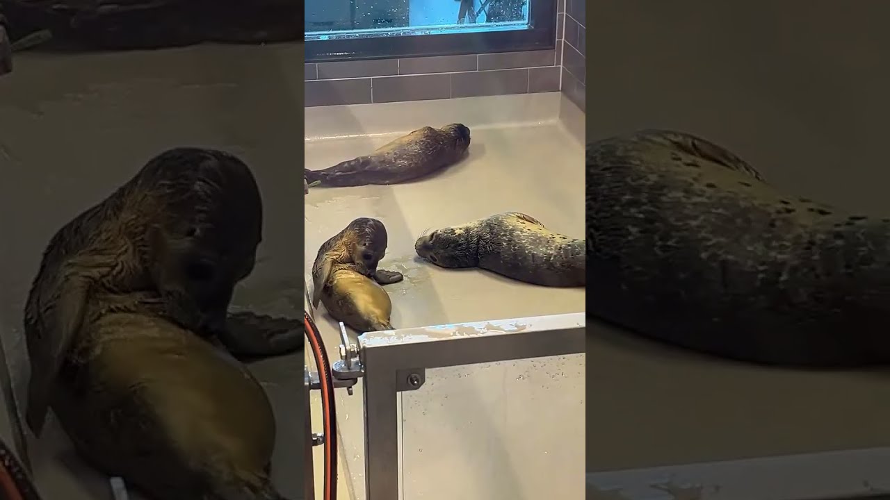 Showing the common seal pups - part 1 🦭