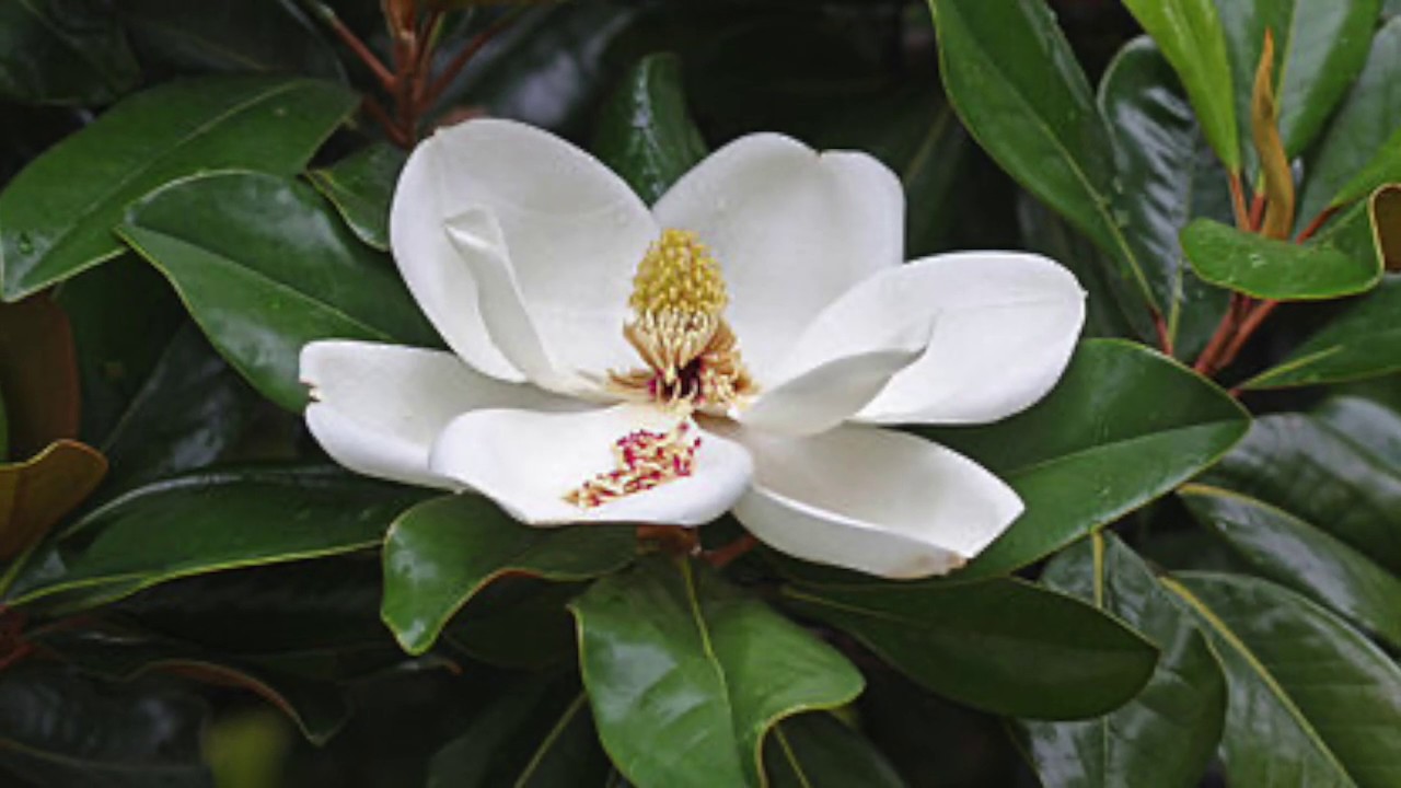Living through Covid-19 #12: Yulan玉兰Magnolia: Jade of the Earth