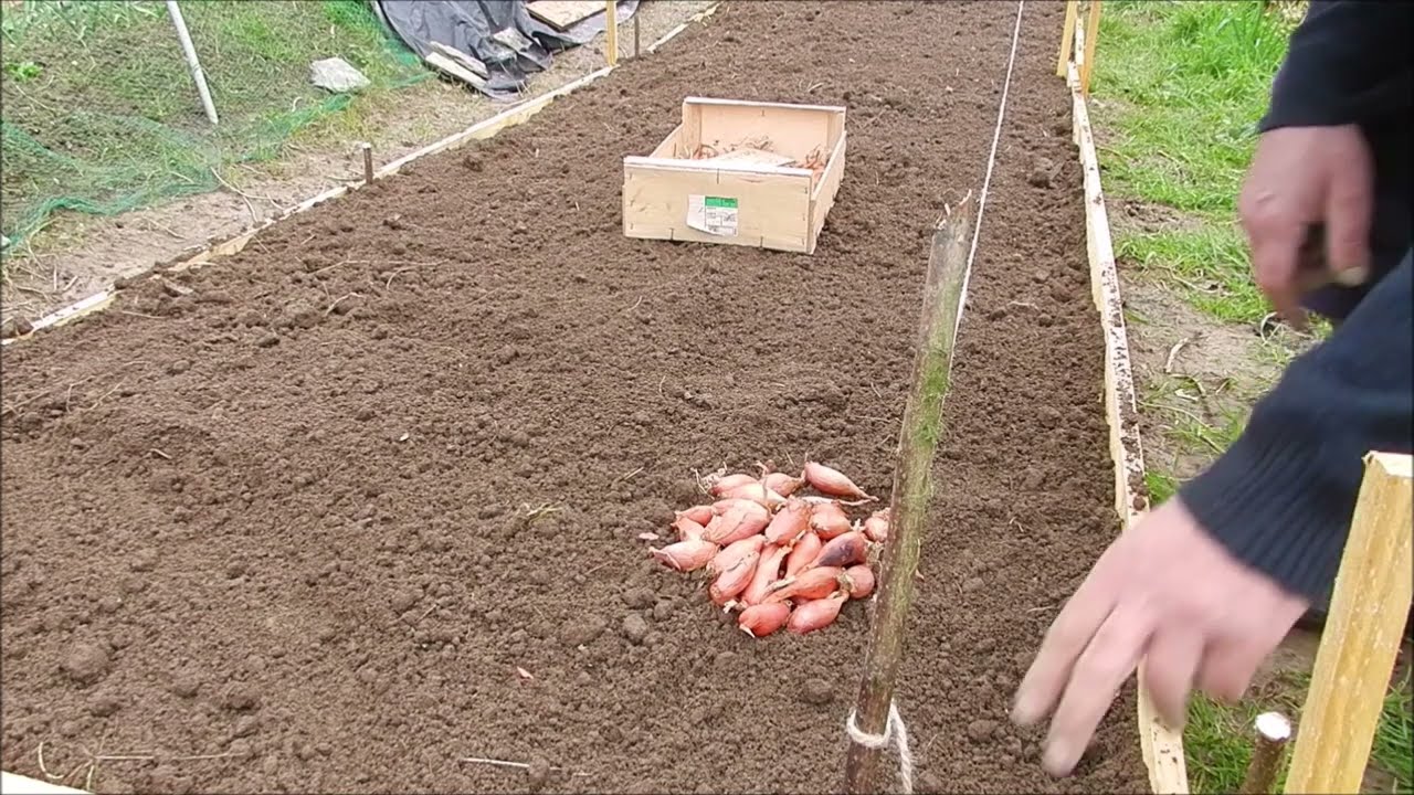 Le jardin de Christian Que Planter début mars échalote oignons  fèves , petit pois ail fraisier