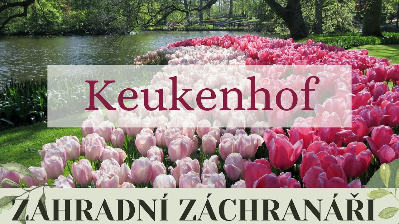 Keukenhof park #zahrada #keukenhof #garden #zahradnizachranari #holandsko #tulip #bulbs