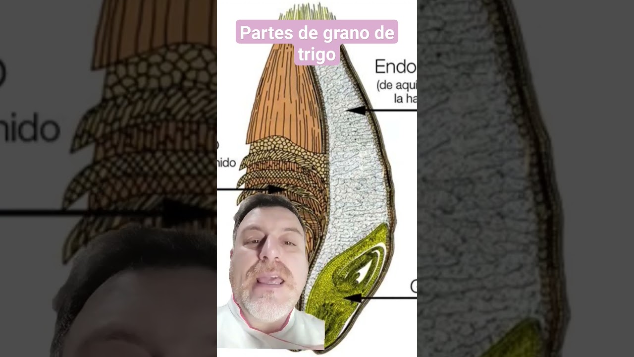 Partes del Grano de Trigo