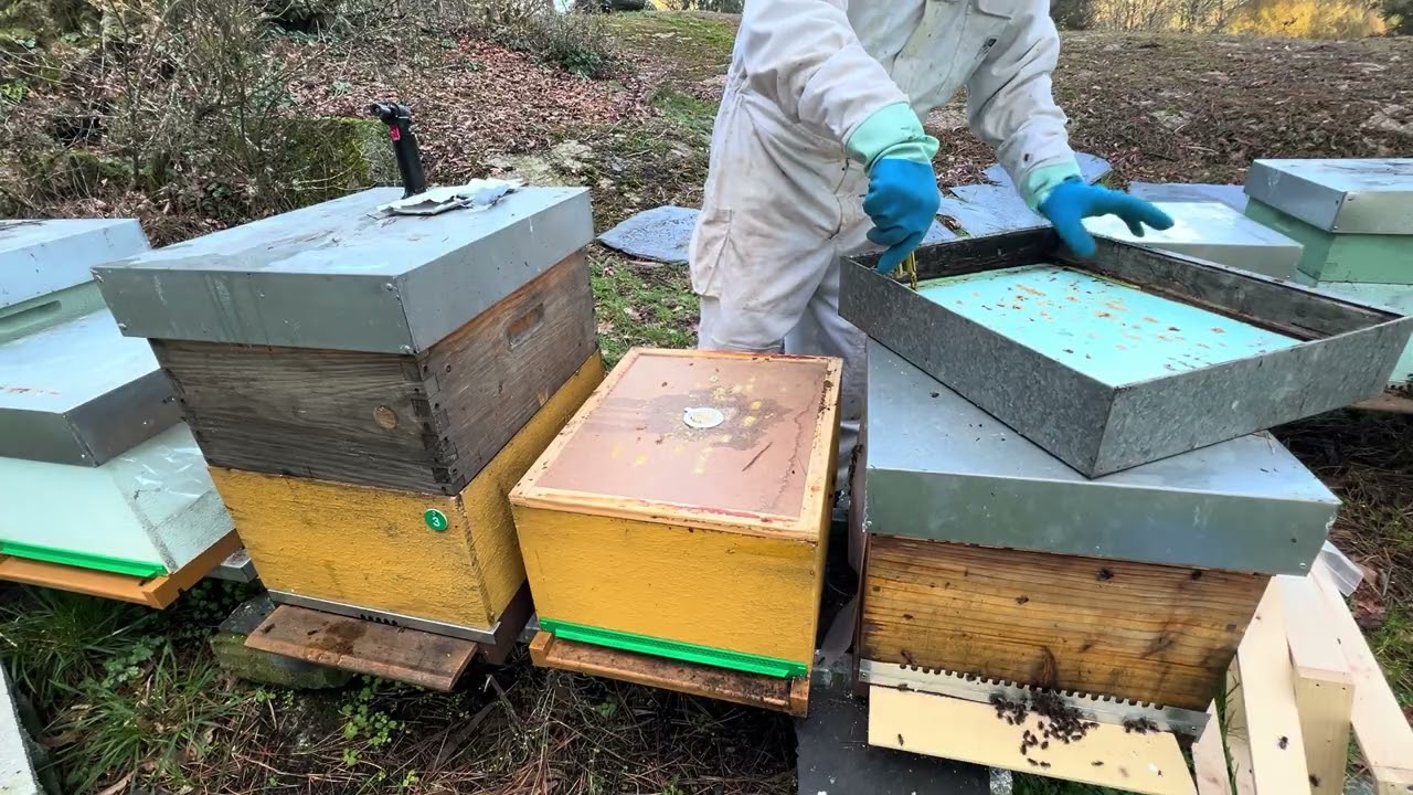 Tratamiento anti varroa invernal