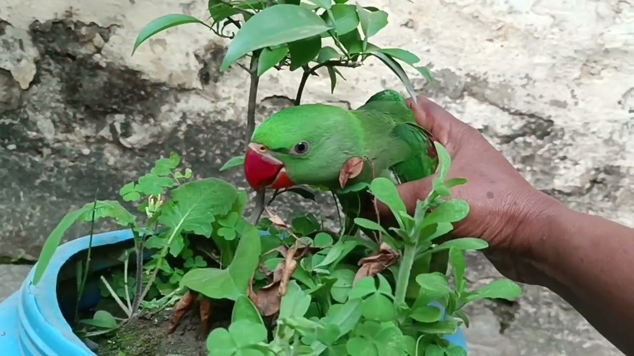 मिठु निंबू का पेड़ को काट दिया है 😍🦜❤ || Love You Leo || #loveyouleo #parrot#talkingparot#birds 2026
