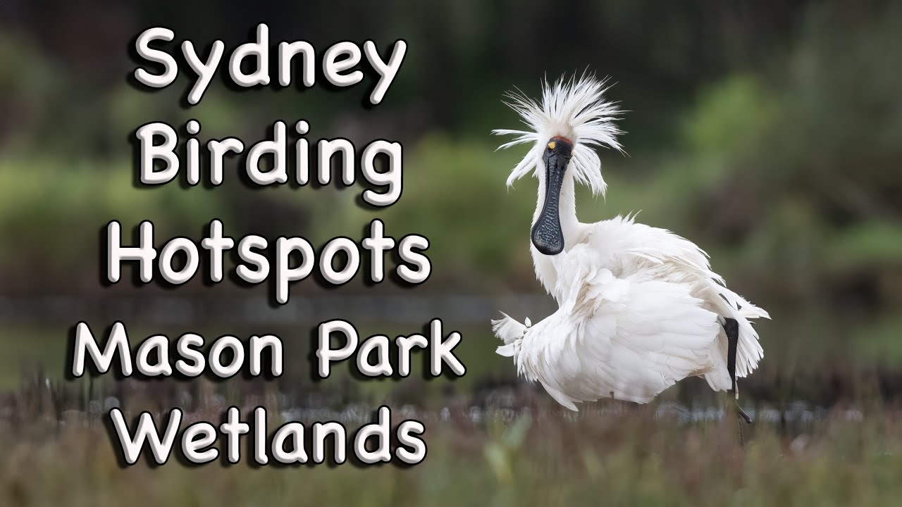 Sydney Birding Hotspots - #9 Mason Park Wetlands