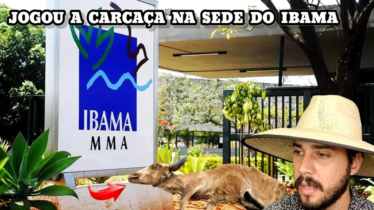 O Caboclo que se vingou do IBAMA jogando uma carcaça de Vaca na sede da instituição