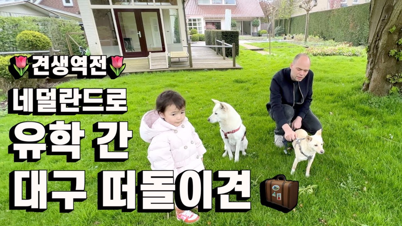 가출하려했던 강아지 네덜란드 400평 마당에 풀어줬더니.. | 이민 정착기2