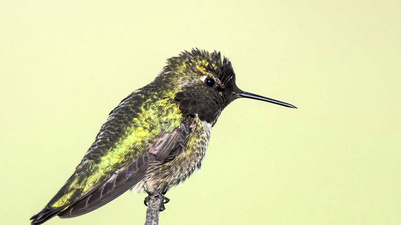 Nikon 800mm Review