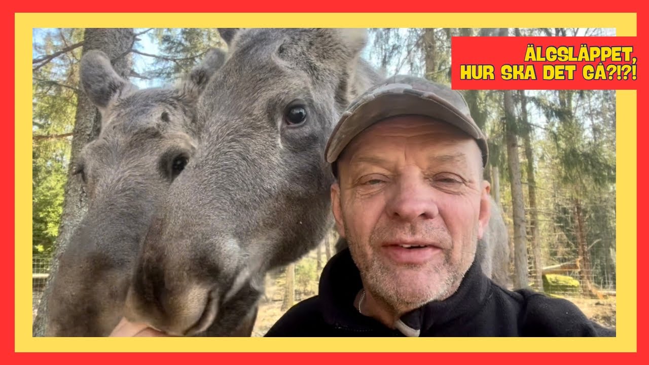 Dagen D för älgkalvarna