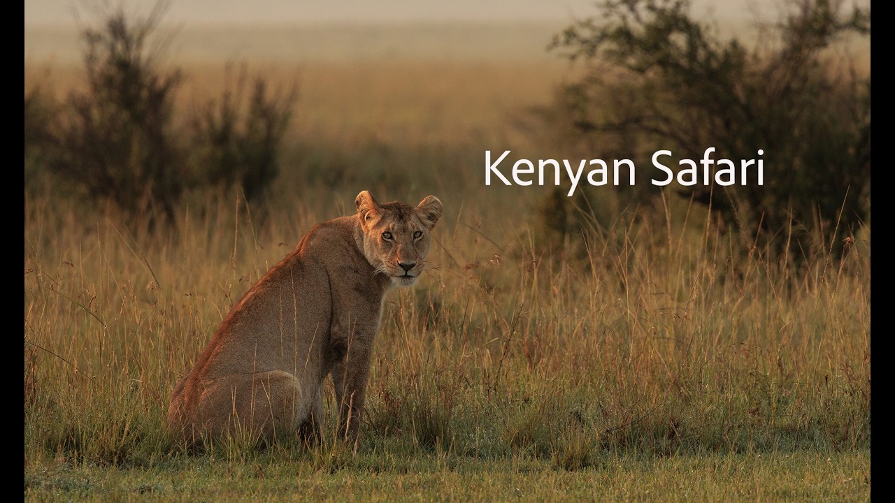 Kenyan Safari, Governors’ Camp, Masai  Mara. 
