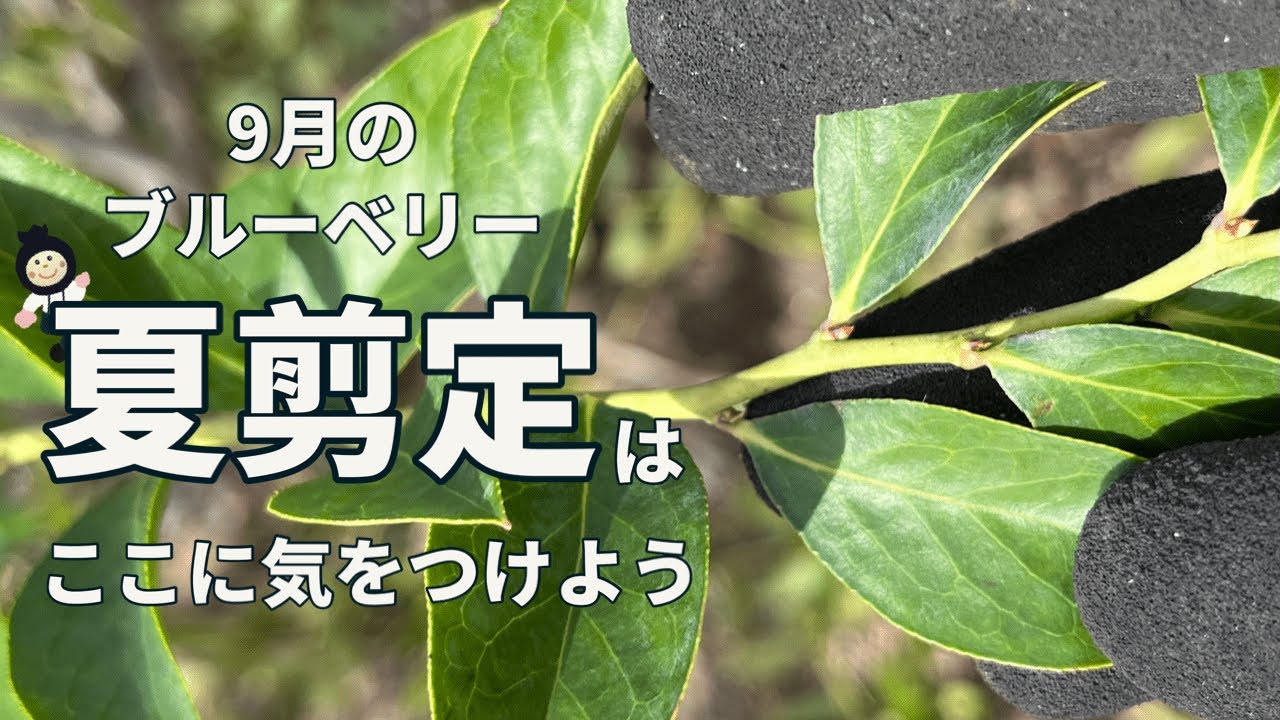 【ブルーベリー】RE 9月の夏剪定はここに気をつけよう
