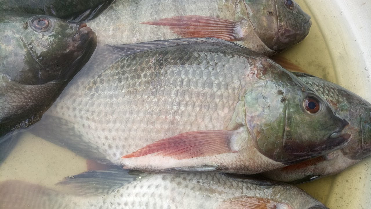 Tilapia live fish vlog II Fishing brother & Cuttingfish