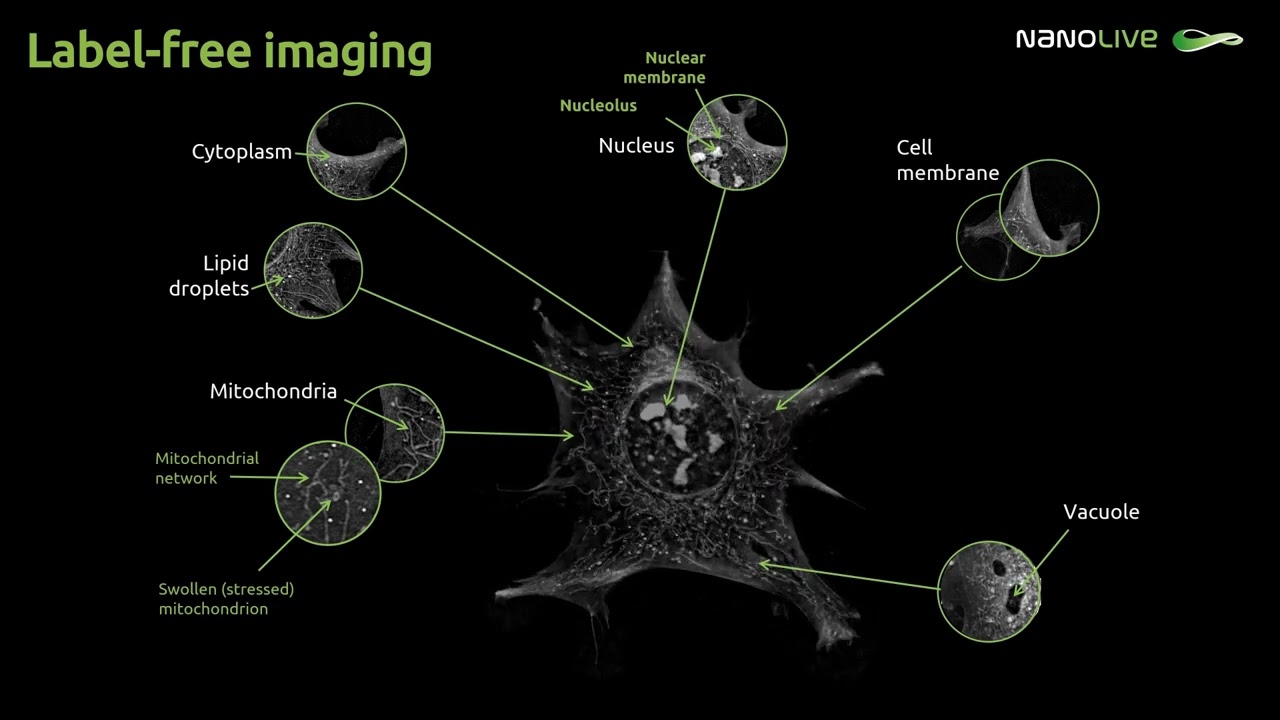 Label free Imaging
