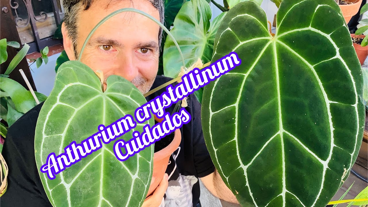 Cuidados del Anthurium crystallinum ,un jardín en el ático CAP 102