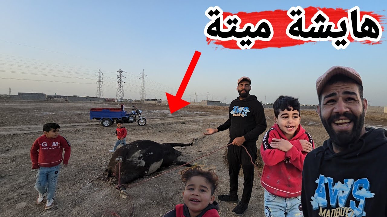 لكينة البقرة مال محسن ميتة  🐄😥 الكوري ضل يبجي عليها 😭 خطية شصاير بيها