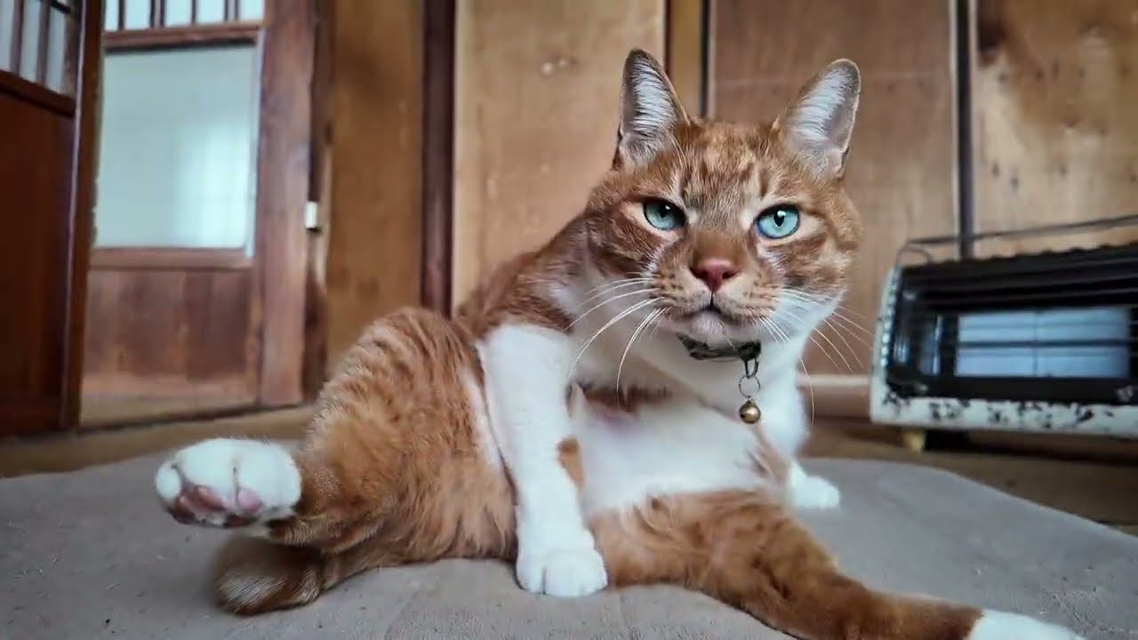 猫さんのアクロバティック毛づくろい【侵入した野良仔猫】～家猫修行中～